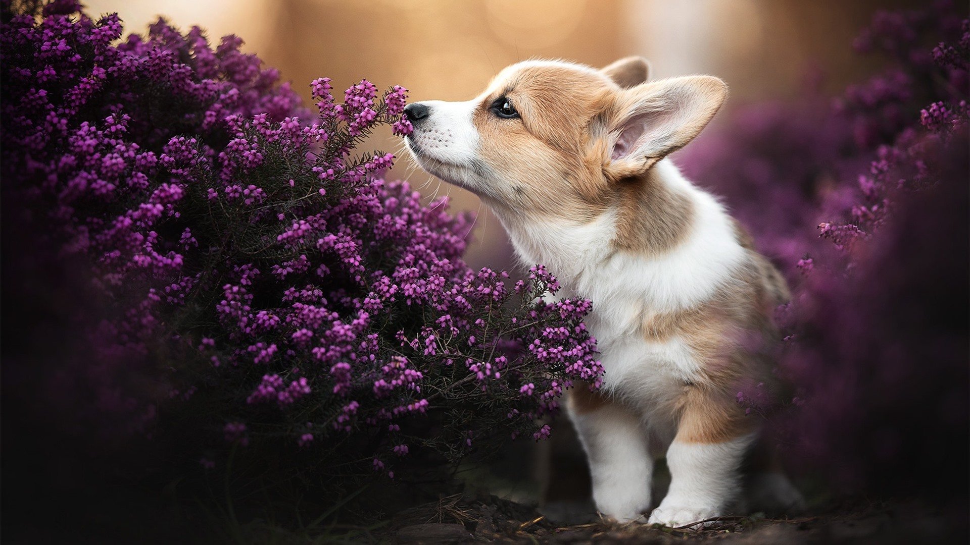 史上最大“黑马军团”逆袭登顶,创造神话,最大黑马是什么大学